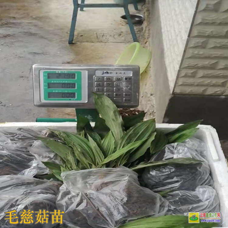 武漢漢陽毛慈菇鮮貨價格 毛慈菇價格有什么功效 毛慈菇價格2021恩施