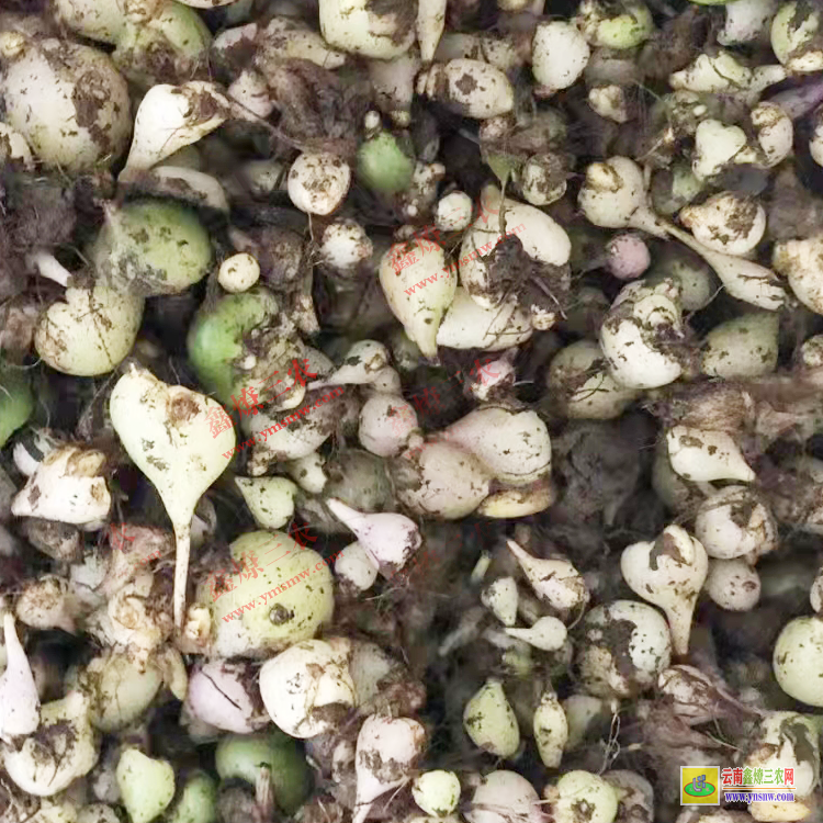 廣東龍川獨蒜蘭苗怎么保存 毛慈菇價格多少錢一斤 毛慈菇價格2021恩施