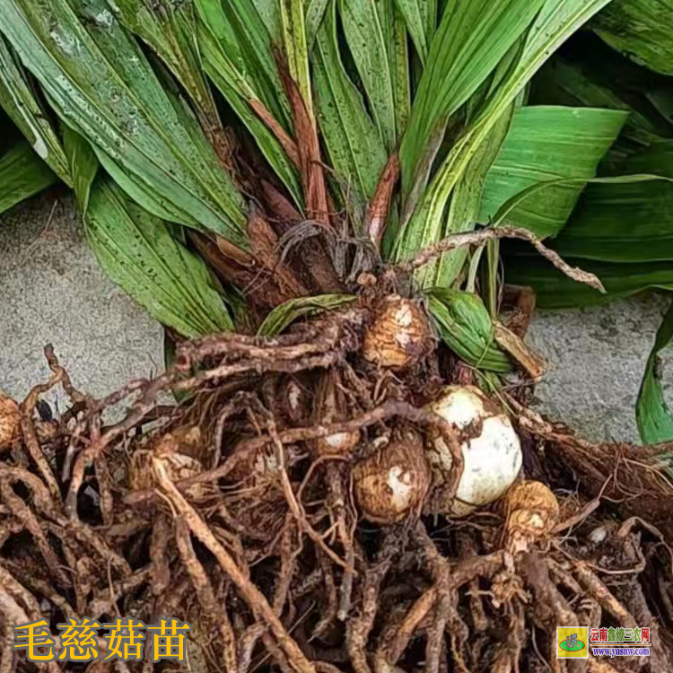 武漢江夏毛慈菇鮮貨價格 毛慈菇價格有什么功效 毛慈菇價格2021恩施