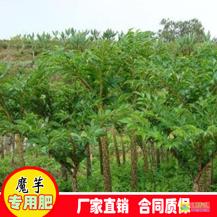 湖北通山哪里有魔芋種子 哪里有魔芋種子批發(fā) 魔芋種子一斤多少錢