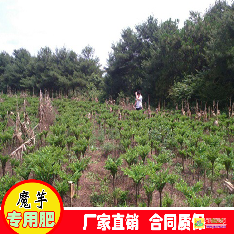 云南沾益貴州魔芋種子批發價格 哪里有魔芋種子批發 魔芋種子價格多少錢一斤