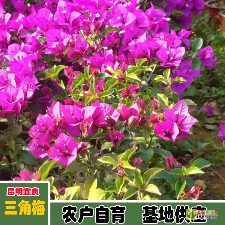 福建泉港三角梅小苗的價格 多色三角梅價格大全 三角梅造型價格