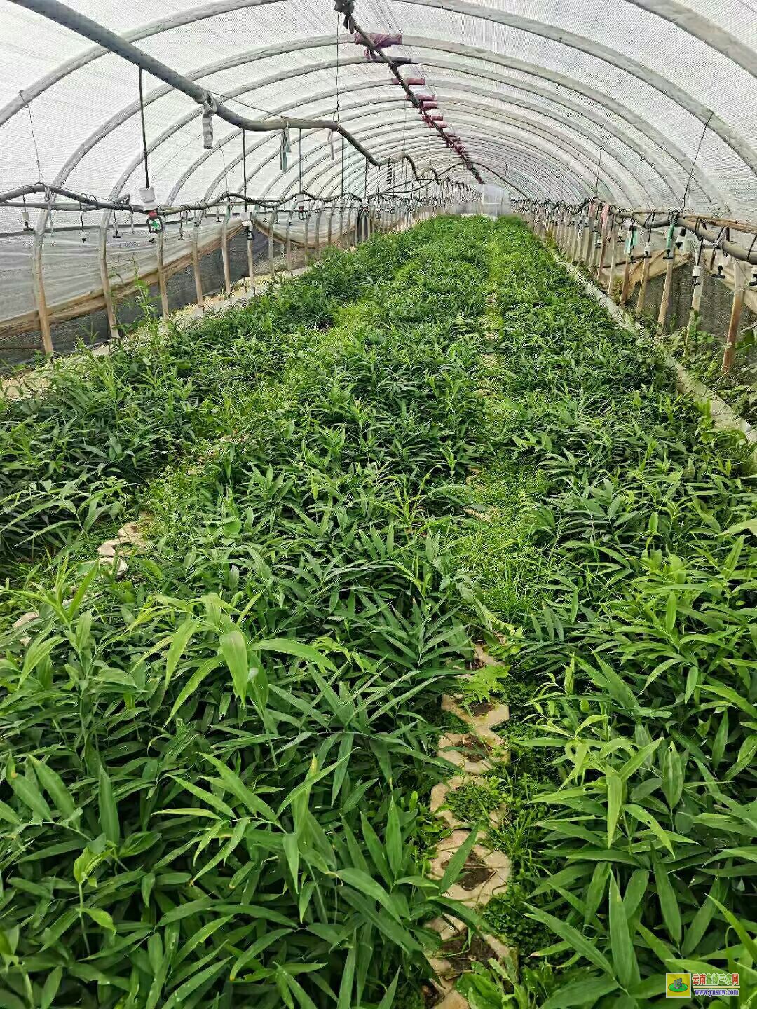 湖北宣恩制黃精苗方發(fā) 滇黃精苗種植方法 滇黃精苗木繁殖的方法