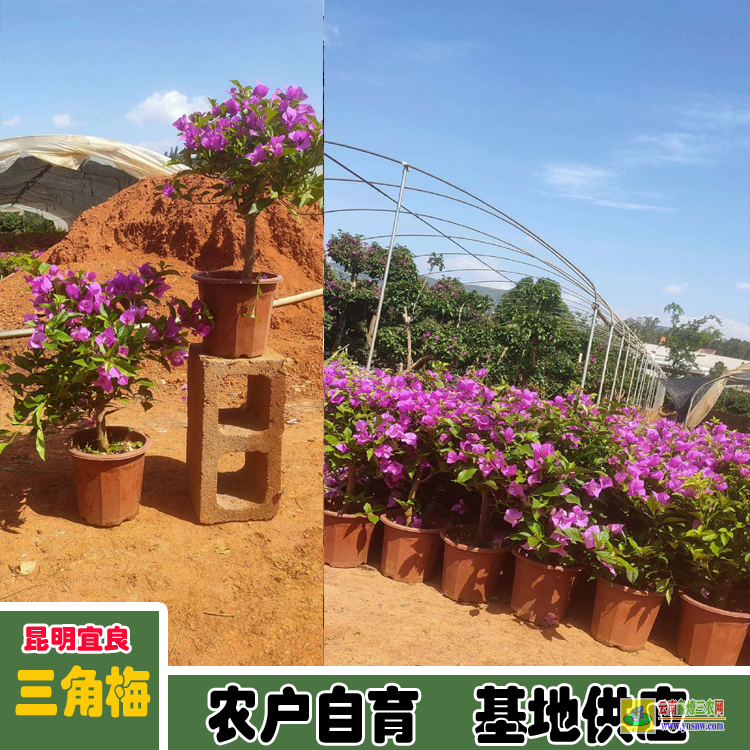 福建思明云南三角梅價格 三角梅批發(fā)價格表 三角梅造型價格