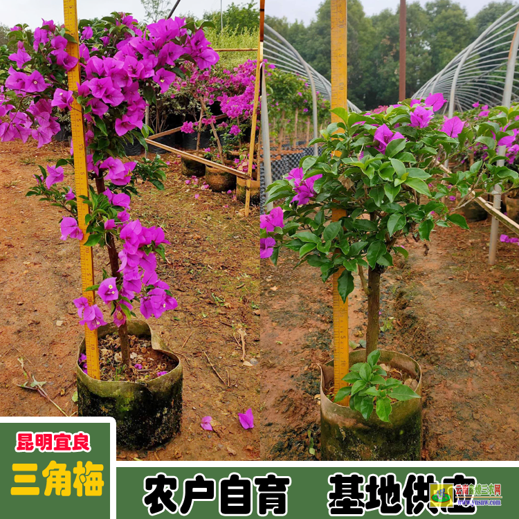海南瓊海三角梅苗價(jià)格 多色三角梅價(jià)格大全 三角梅下山樁價(jià)格