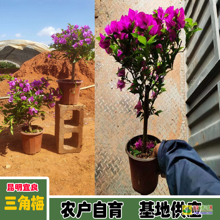 福建晉安三角梅苗價格 巴西三角梅價格 三角梅價格走勢