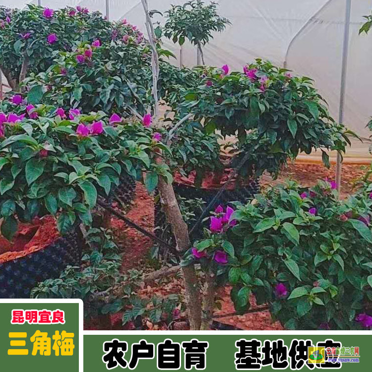 福建福安老樁三角梅盆景價格 三角梅價格紫色 三角梅下山樁價格