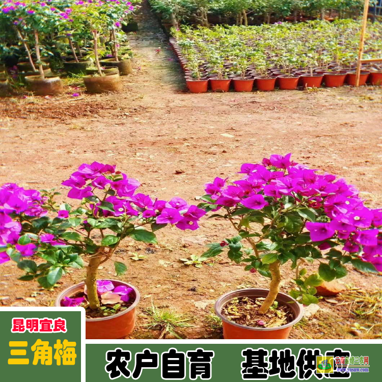 福建臺江老樁三角梅盆景價格 三角梅價格紫色 三角梅下山樁價格