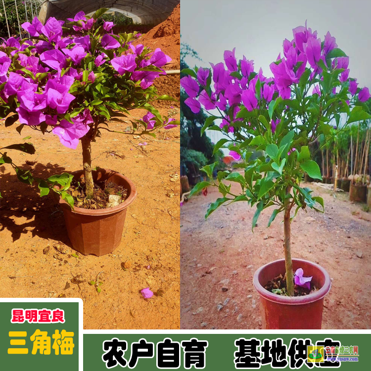福建倉山三角梅盆景的價格 多色三角梅價格大全 三角梅下山樁價格