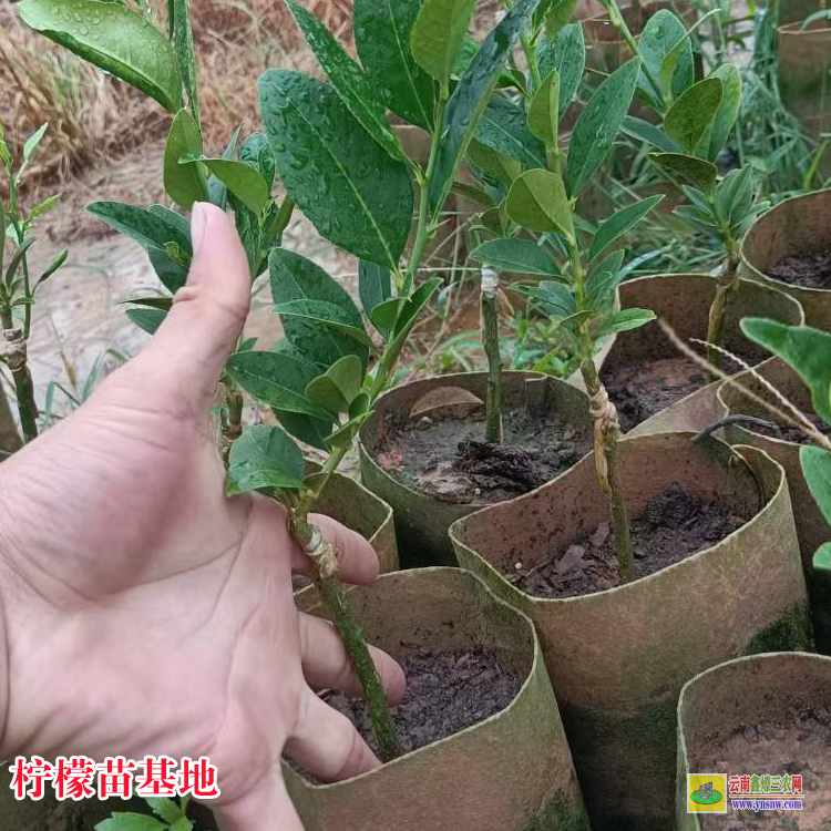 昆明安寧香水檸檬苗 無籽檸檬苗 檸檬苗價格
