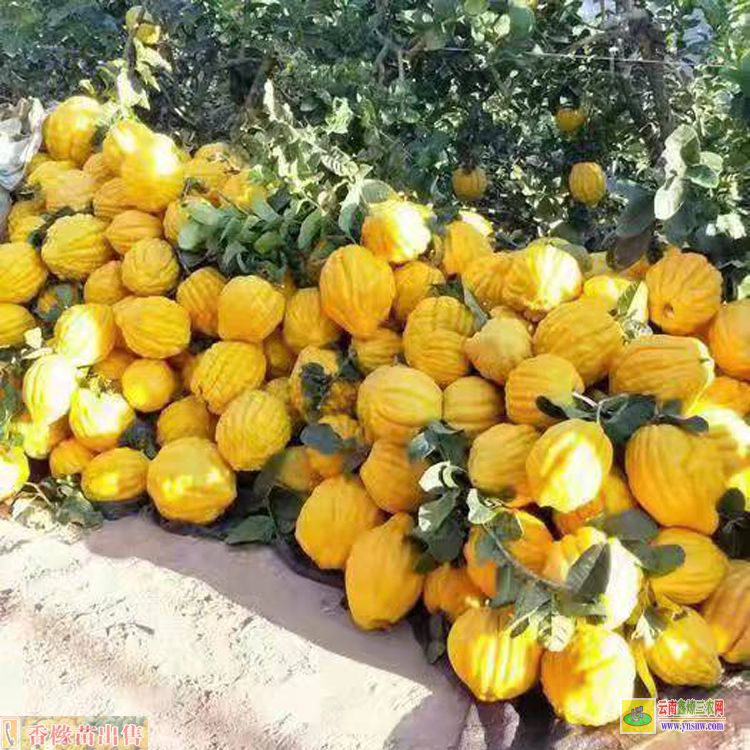 昆明尋甸云南香櫞苗 香櫞苗多少錢1棵 哪里有香櫞苗