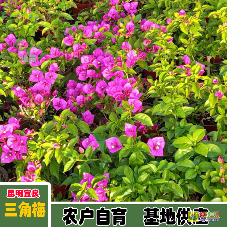 廣西2022年三角梅苗價格 |三角梅苗價格 |三角梅苗批發價