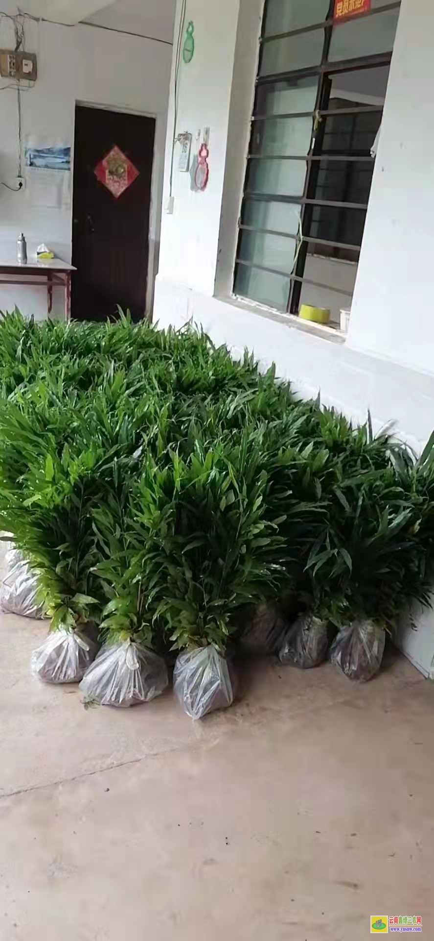 梧州岑溪廣東★陽春砂仁苗價格 香砂價格行情 價格行情網