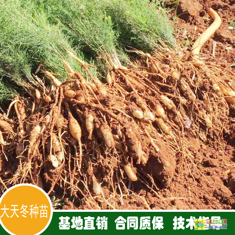 西安一斤的正宗天門冬價格|天門冬云南價格|藥材天門冬價格