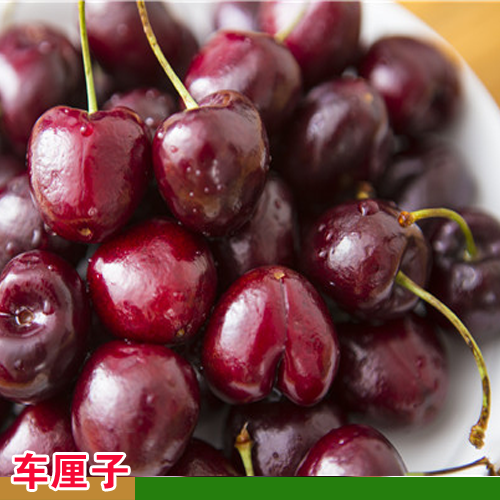 江西上饒李子苗價(jià)格是多少 美國恐龍蛋李子苗價(jià)格