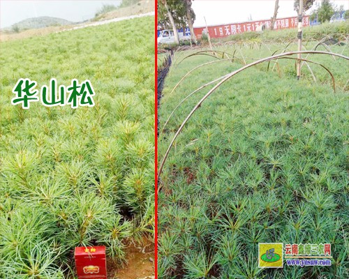 普洱孟連華山松苗木價格 華山松苗木圖片 華山松苗木圖片