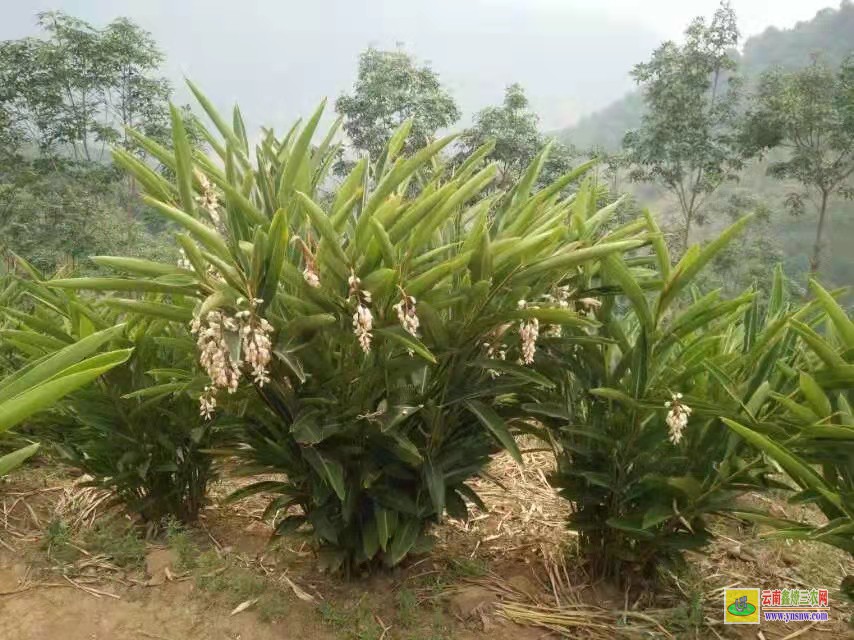 開封通許廣東陽春砂仁苗價格 香砂價格行情 價格行情網(wǎng)
