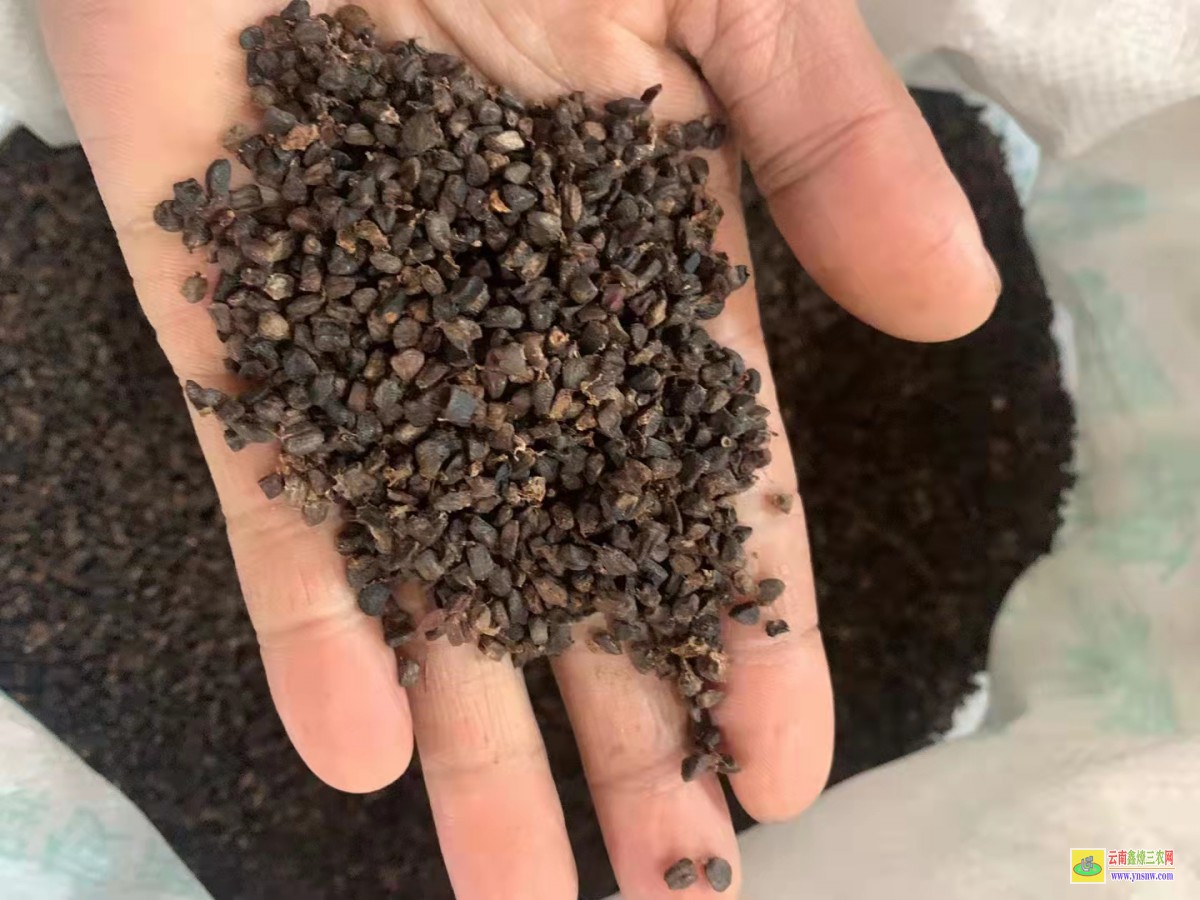來賓象州砂仁苗多少錢一株 行情價格查詢網 產地砂仁市場報價中心