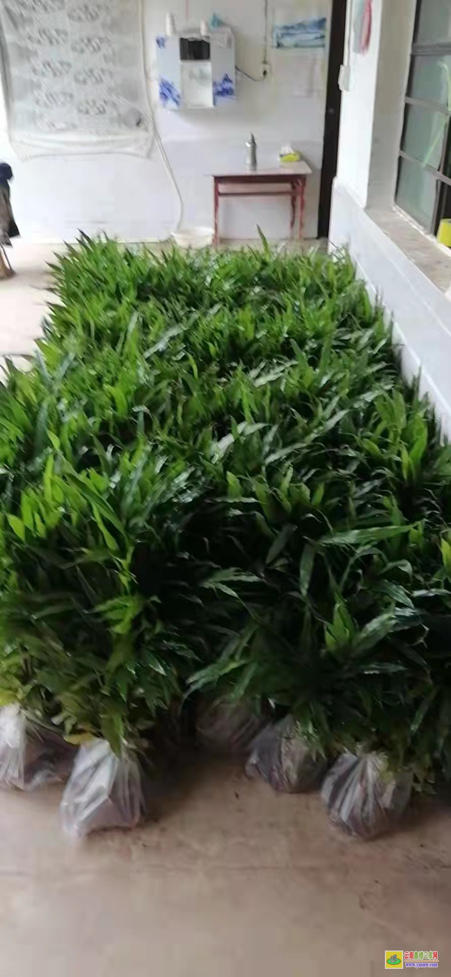 楚雄大姚砂仁苗多少錢一株 行情價(jià)格查詢網(wǎng) 產(chǎn)地砂仁市場(chǎng)報(bào)價(jià)中心