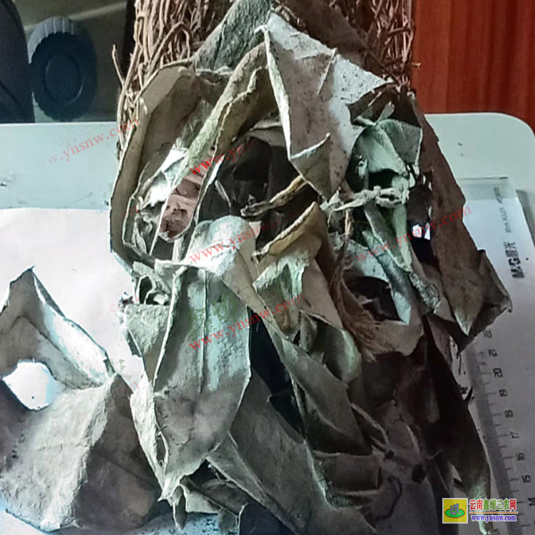 浙江大火草價(jià)格是多少錢一斤| 火麻草價(jià)格| 大火草查詢網(wǎng)
