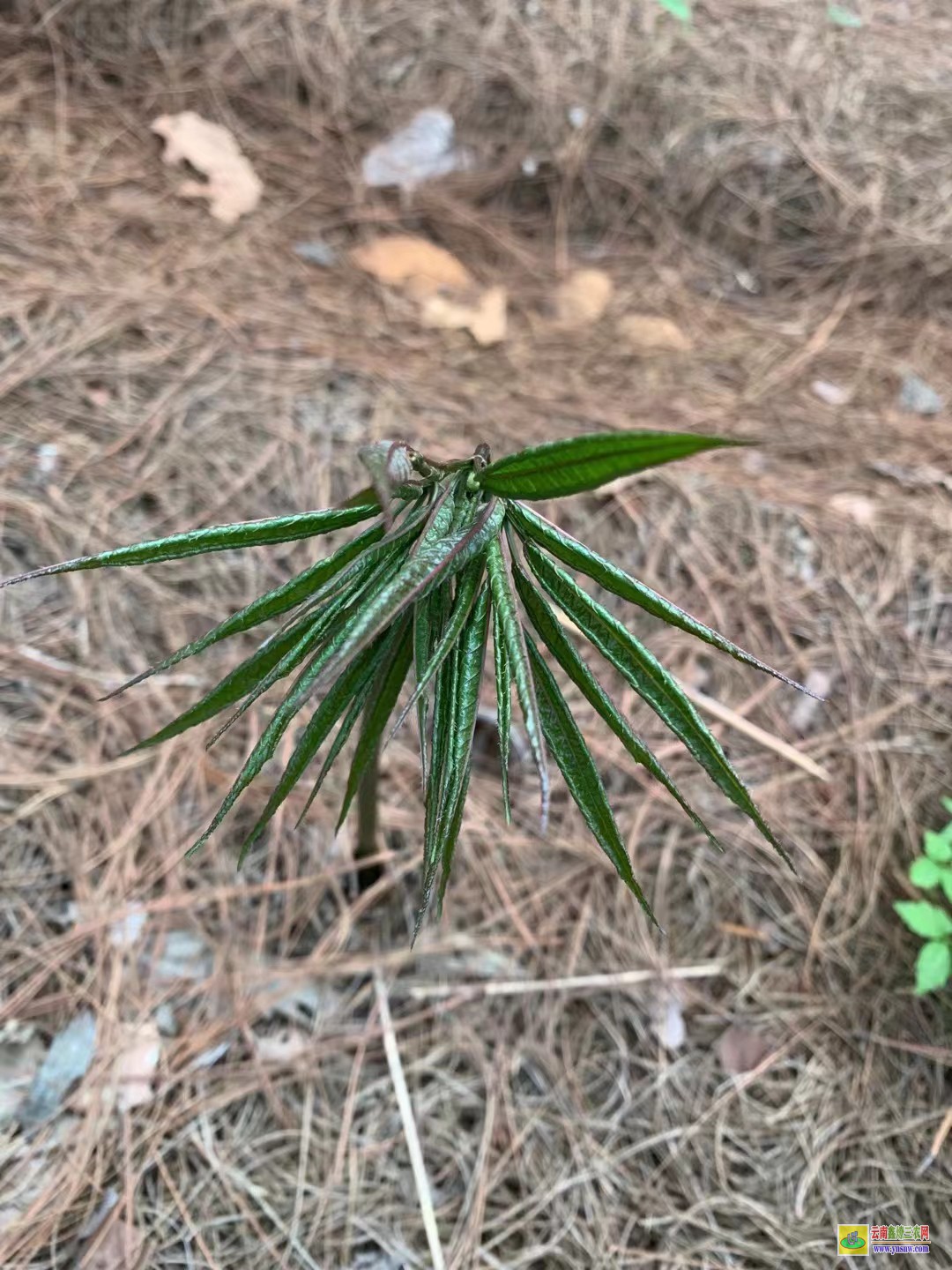 大理鶴慶白三七苗床| 附近哪里三七苗|三七苗是什么樣子