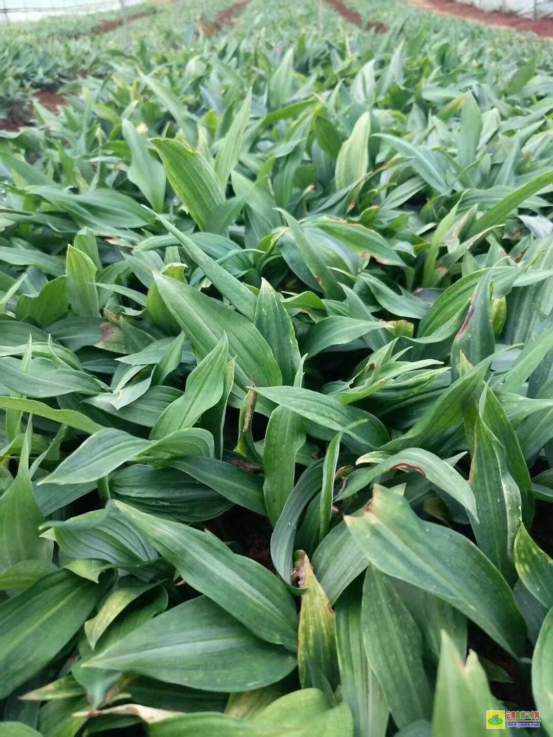 遂寧黃精苗的種植技術(shù)| 黃精苗種植基地 黃精苗價(jià)格查詢網(wǎng)
