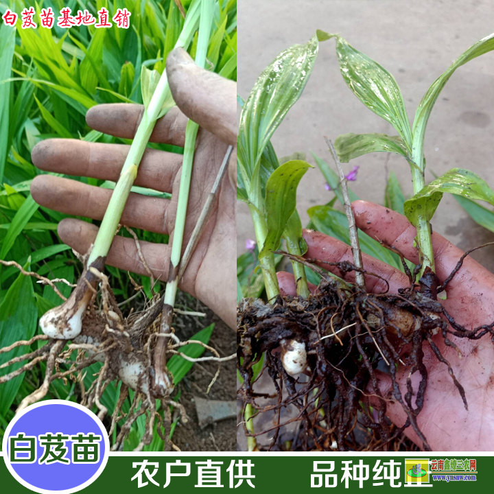 怒江福貢白芨苗圖片百芨的用途與功效| 白芨苗圖片作用 白芨苗圖片