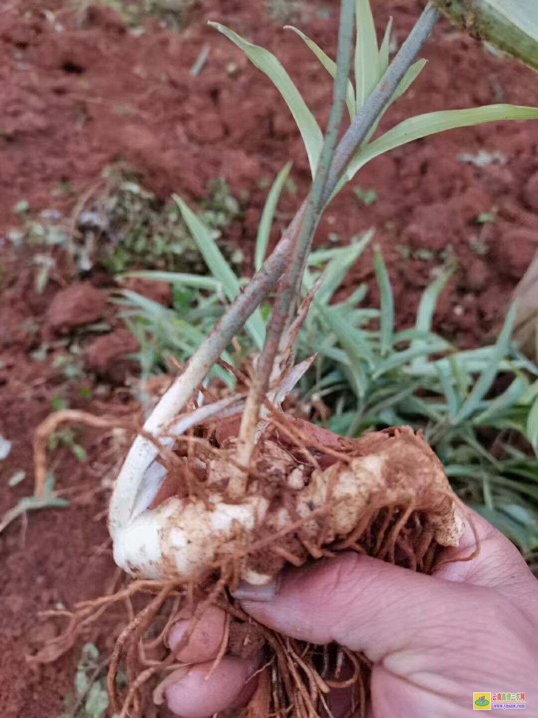 張家界黃精苗的種植技術| 黃精苗種植基地 黃精苗價格查詢網