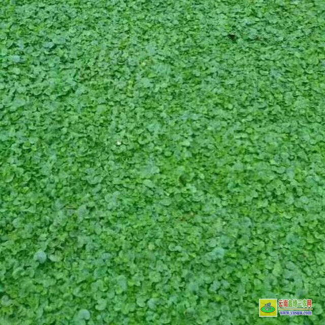 景洪草皮價格一平米多少錢| 綠化草皮一平方價格 草皮價格表