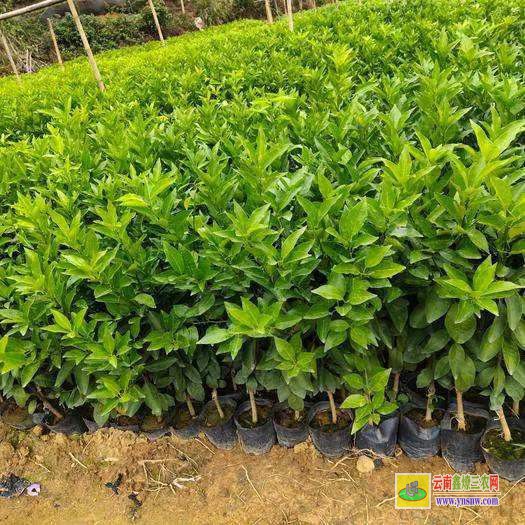 尋甸沃柑苗到哪里買才正宗 |沃柑種植技術前景 |沃柑苗哪里有售