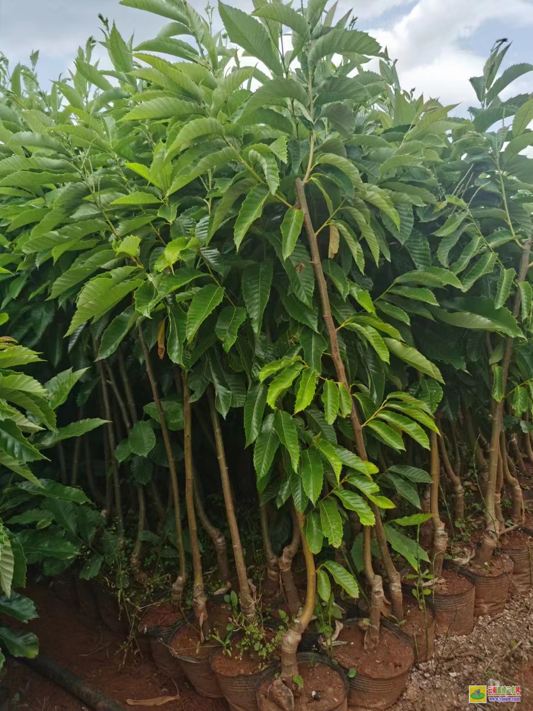 普洱江城花椒樹苗怎么種植|云南花椒苗批發|花椒苗批發基地