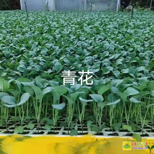 [賓川小鐵頭一畝地栽多少株] 育苗盤批發價格 樹仔菜苗價格