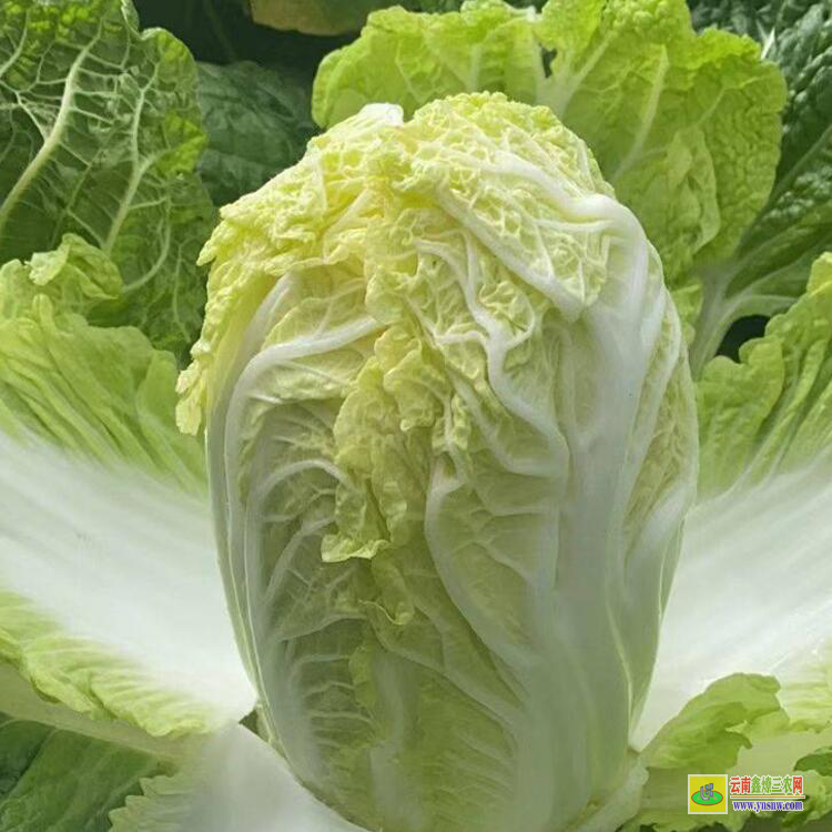 昆明尋甸小鐵頭菜批發| 昆明哪里有蔬菜苗買批發價格| 哪里有菜苗批發