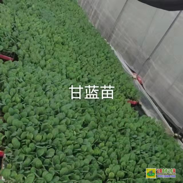 普洱孟連松花苗期幾天可以施肥| 松花苗期的溫度| 松花苗價格