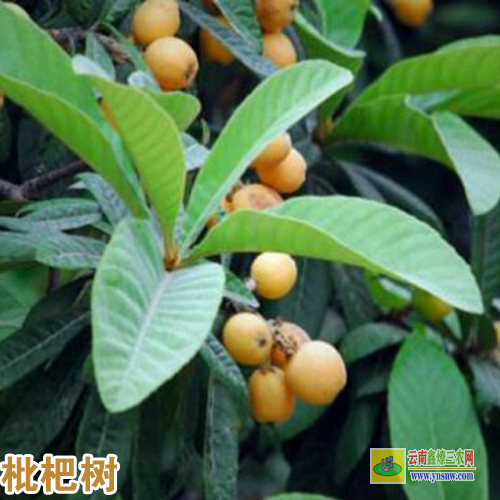 昆明尋甸今日枇杷苗木價格 |枇杷苗批發 |枇杷苗哪個品種好