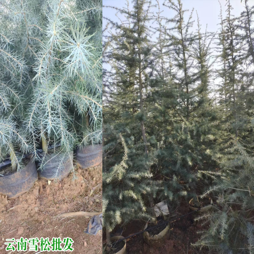 日喀則定結(jié)雪松苗價格行情| 雪松價格參考| 昆明宜良雪松地苗