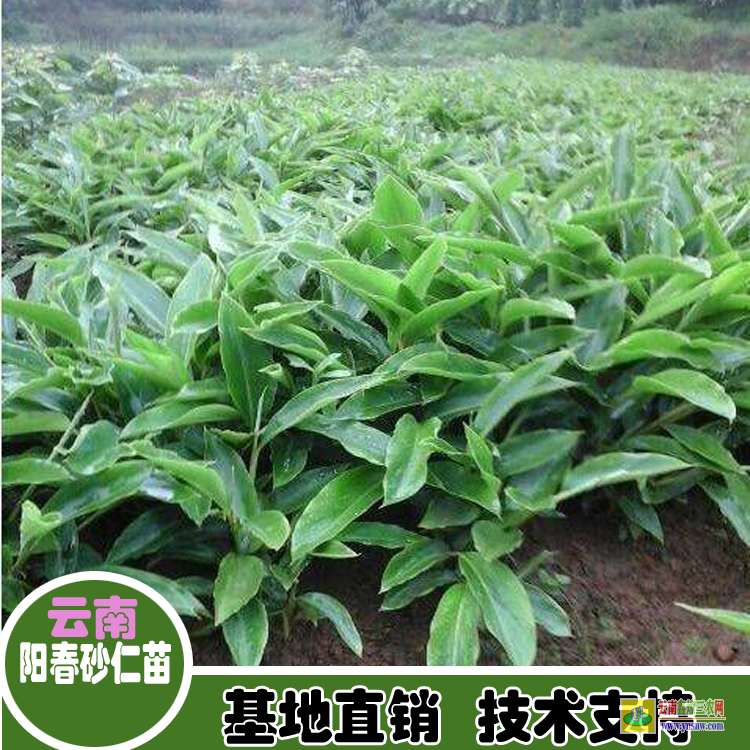 清遠英德大量正宗春砂仁苗出售| 廣西香砂仁苗價格|春砂仁價格網