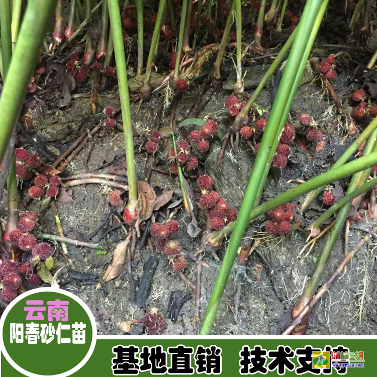 肇慶四會大量正宗春砂仁苗出售| 廣西香砂仁苗價格|砂仁苗批發價格