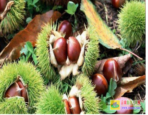 迪慶德欽今年板栗苗價格多少|(zhì)2022年板栗苗批發(fā)|板栗苗基地