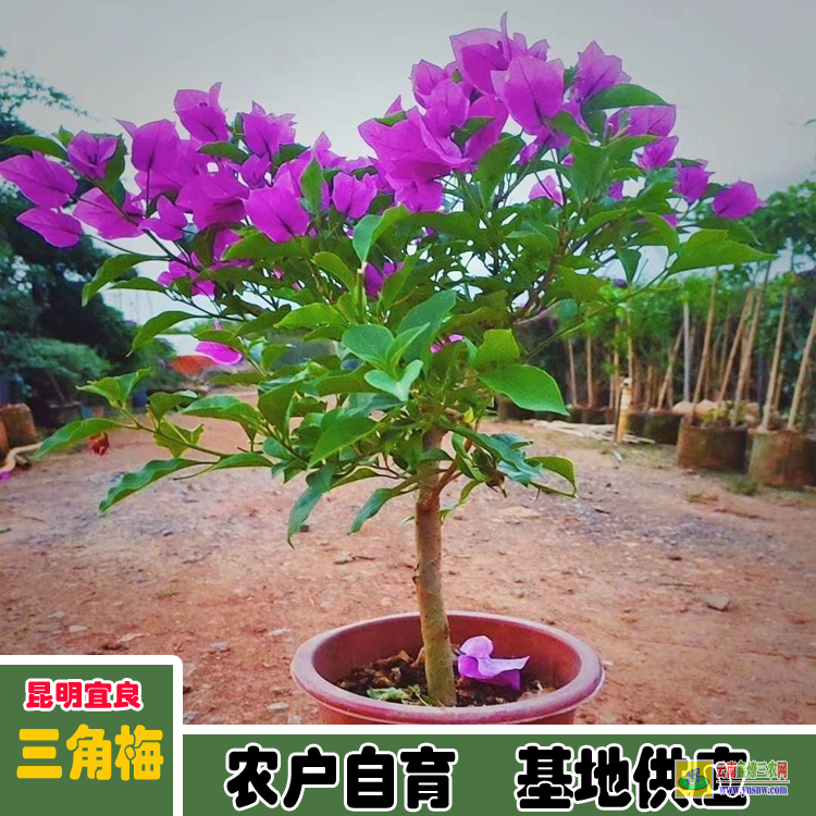 綿陽安縣廣州三角梅批發零售基地| 三角梅批發價格表| 云南三角梅供應商