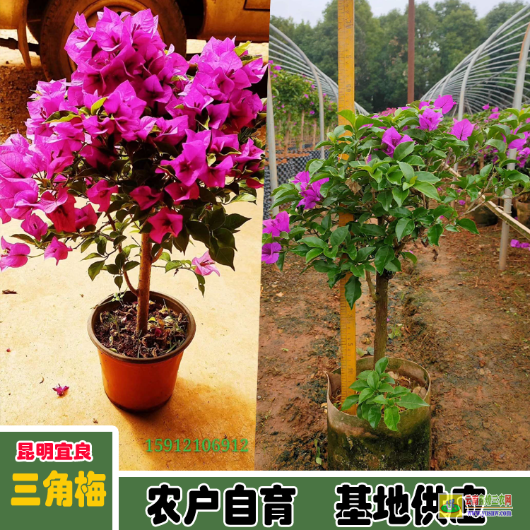 曲靖富源云南三角梅樹苗批發基地| 三角梅批發價格表| 云南三角梅供應商