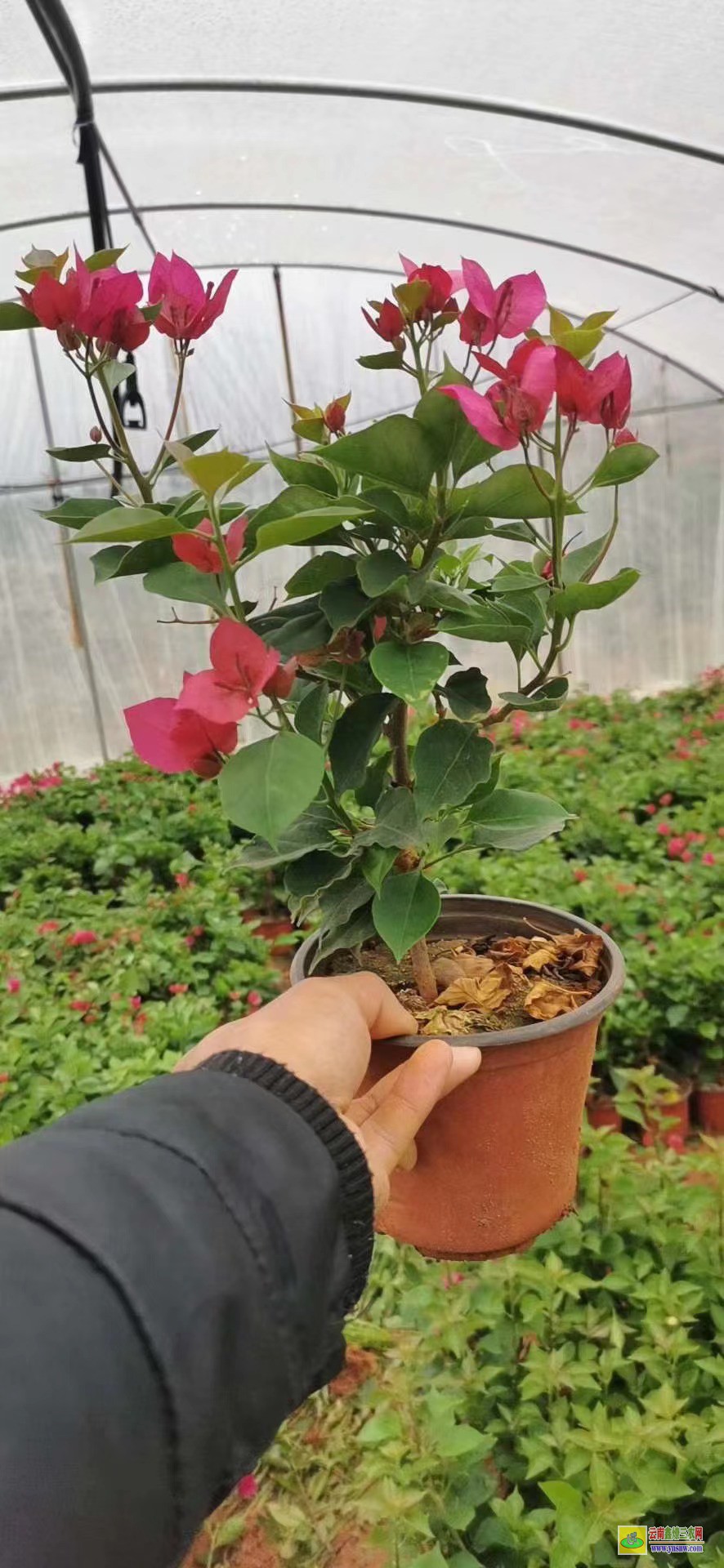 攀枝花西云南三角梅基地在哪里| 云南三角梅袋苗| 云南三角梅供應(yīng)商