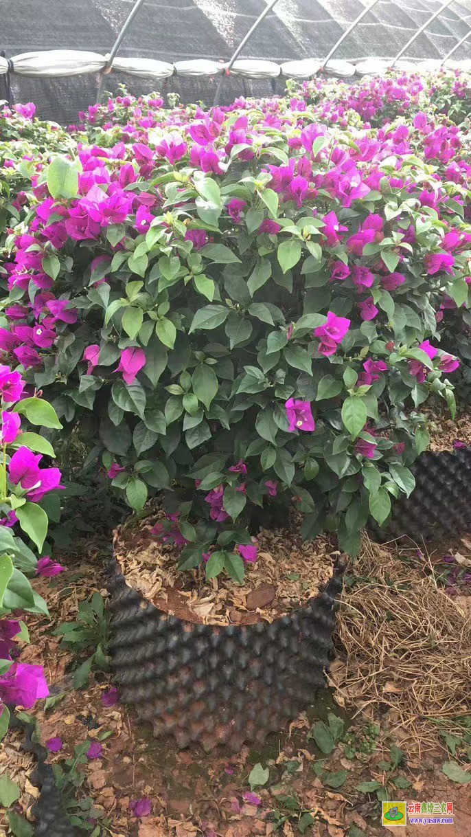 貴陽花溪三角梅批發基地| 三角梅小苗價格| 云南三角梅批發
