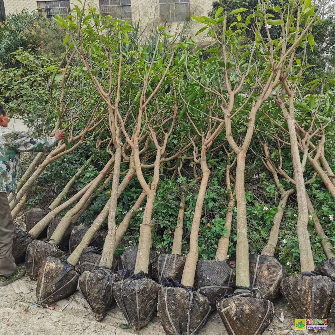 曲靖宣威武利鎮芒果苗|桂七芒果苗批發|四季芒果苗