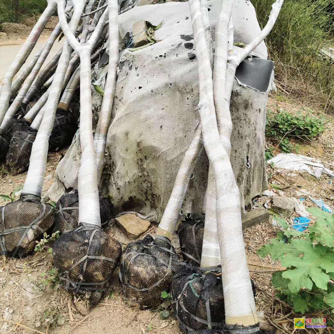 楚雄武定芒果苗價格|桂七芒果苗批發|貴妃芒果苗