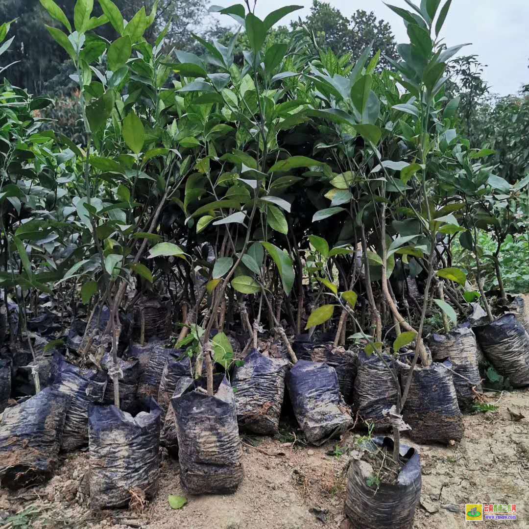 大理南澗芒果苗種植技術|桂七芒果苗批發|芒果苗批發市場