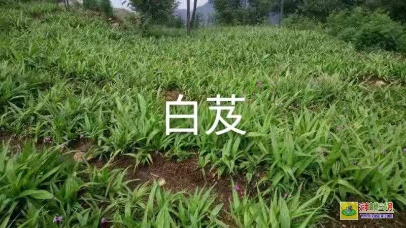 楚雄永仁天冬苗圖片 天冬畝產多少 天冬的經濟效益