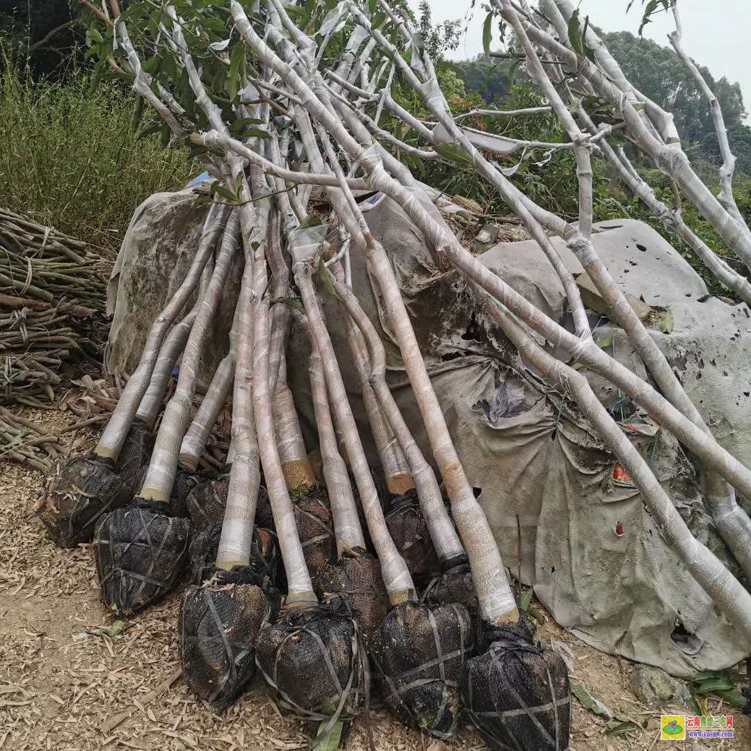 云南芒果樹苗多少錢一棵|陵水芒果苗價(jià)格|芒果樹苗價(jià)格