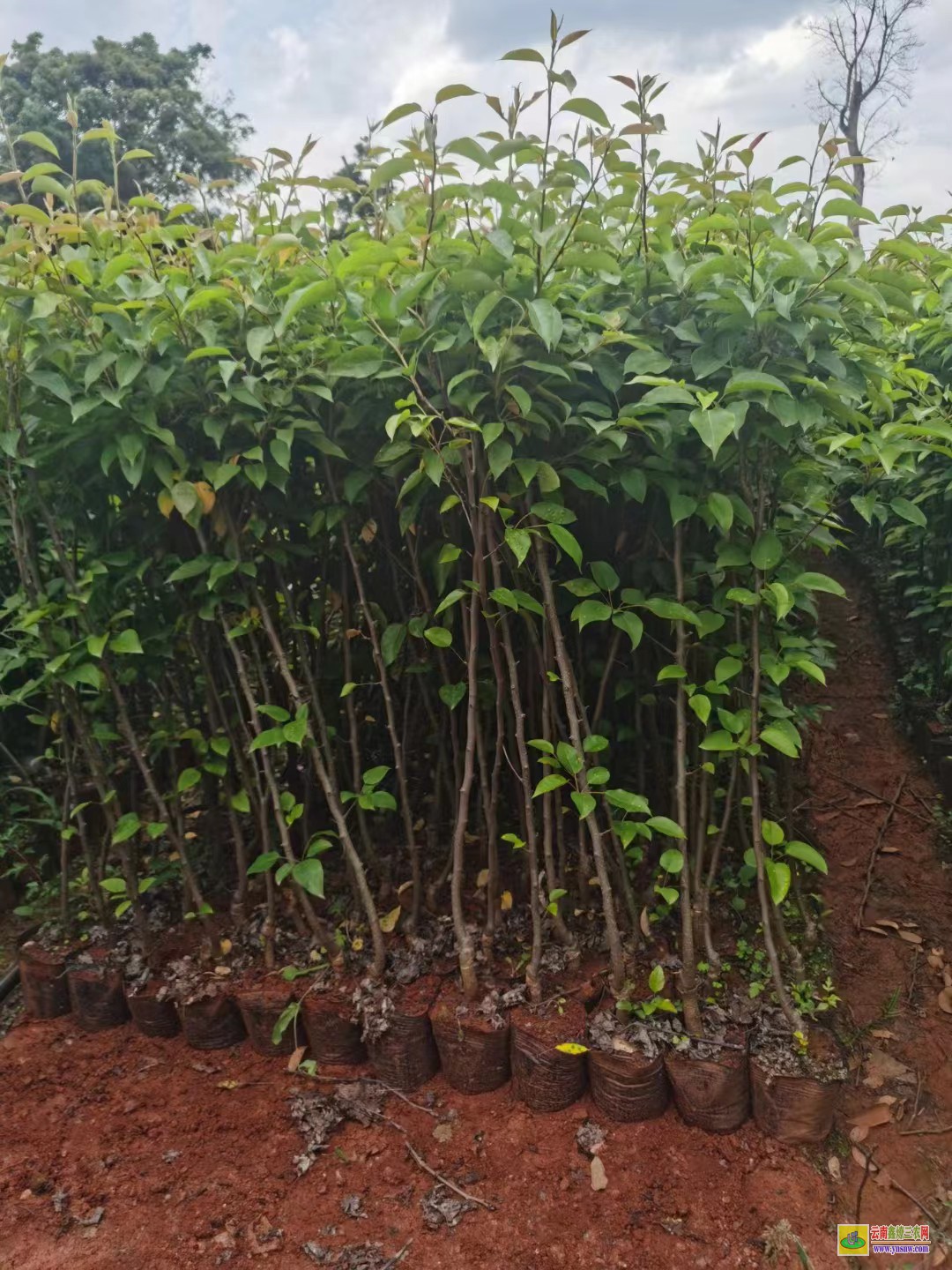 甘孜德格海南黃花梨樹苗價格|紅梨苗批發|紅梨苗木哪里買