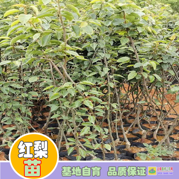 遂寧蓬溪海南黃花梨樹苗價格|紅梨苗價格|紅梨苗木哪里買